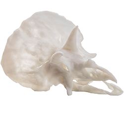PRO9499-White Triceratops
